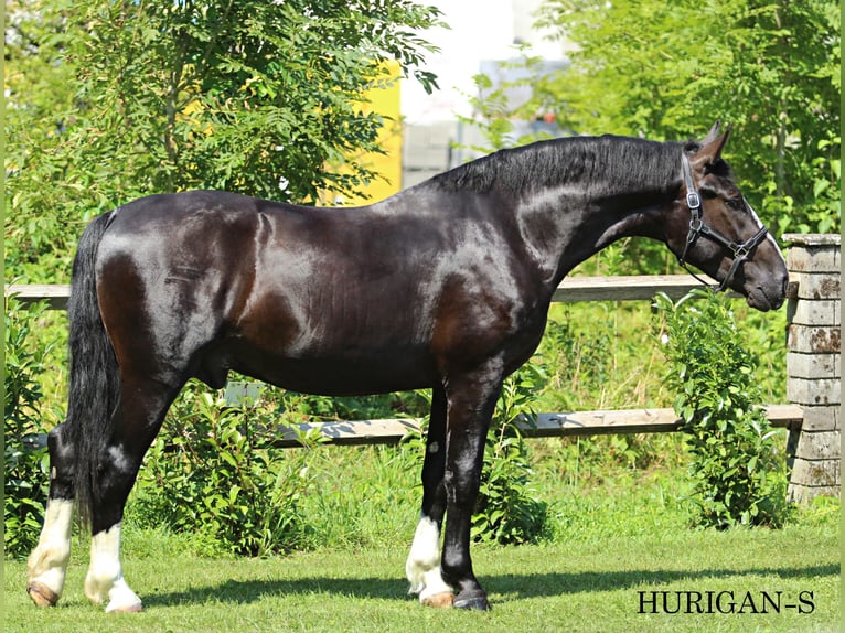 Schlesier Hengst 2 Jahre 166 cm Rappe in KAMNIK