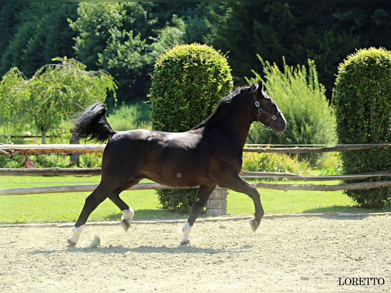 Schlesier Hengst 2 Jahre 166 cm Rappe in Kamnik