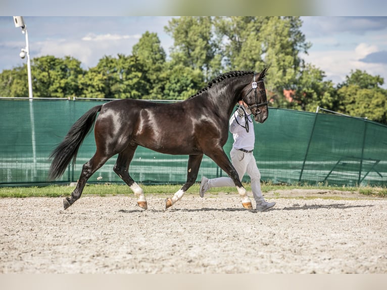 Schlesier Hengst 2 Jahre 167 cm Rappe in Kisiel&#xF3;w