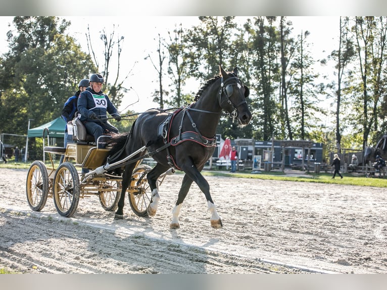 Schlesier Hengst 2 Jahre 167 cm Rappe in Kisiel&#xF3;w