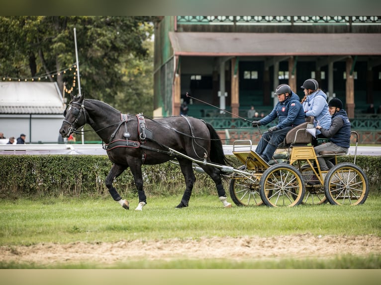 Schlesier Hengst 2 Jahre 167 cm Rappe in Kisiel&#xF3;w