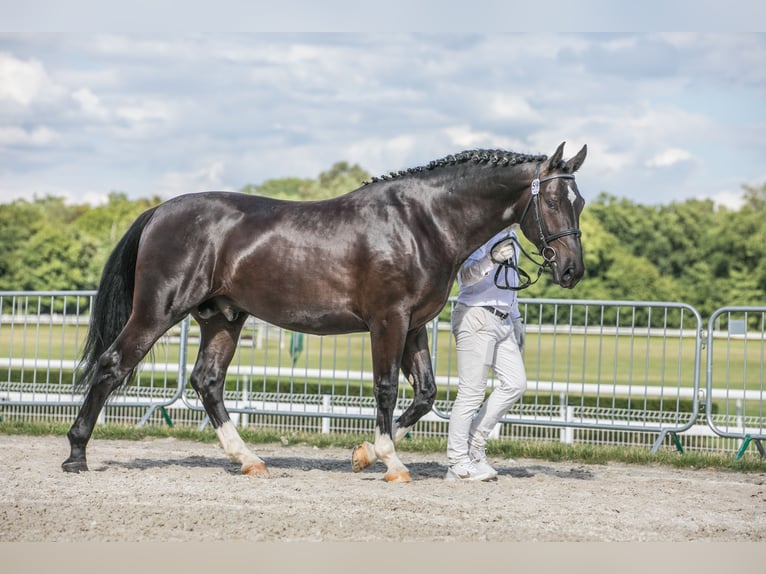 Schlesier Hengst 2 Jahre 167 cm Rappe in Kisiel&#xF3;w