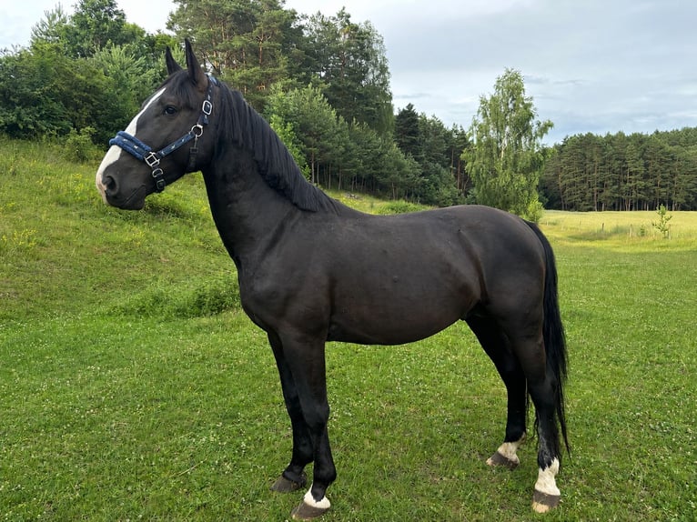 Schlesier Hengst 3 Jaar 165 cm Zwart in Człopa