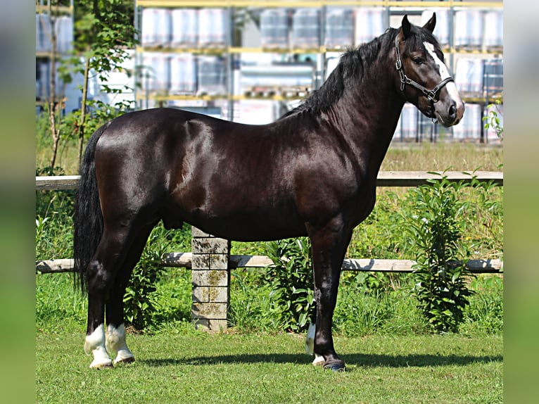 Schlesier Hengst 3 Jaar 166 cm Zwart in Kamnik