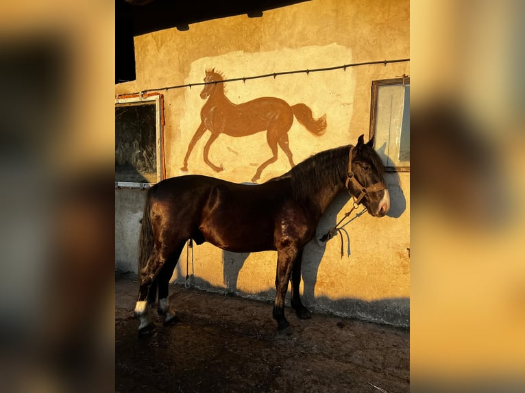 Schlesier Hengst 3 Jahre 150 cm Schwarzbrauner in Wodzis&#x142;aw &#x15A;l&#x105;ski