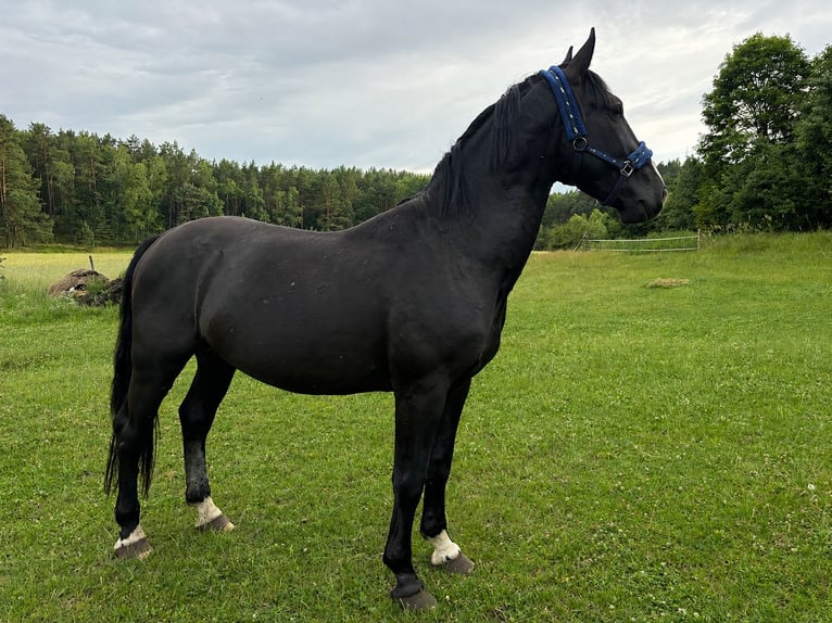 Schlesier Hengst 3 Jahre 165 cm Rappe in Człopa