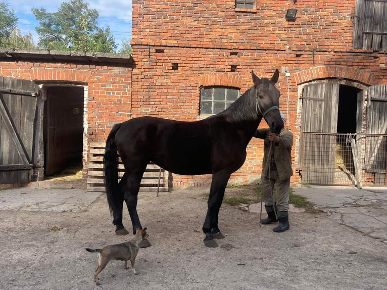 Schlesier Mix Hengst 4 Jahre 172 cm Rappe in &#x15A;migiel
