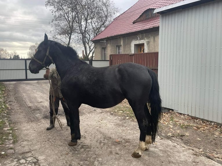Schlesier Mix Hengst 4 Jahre 172 cm Rappe in &#x15A;migiel