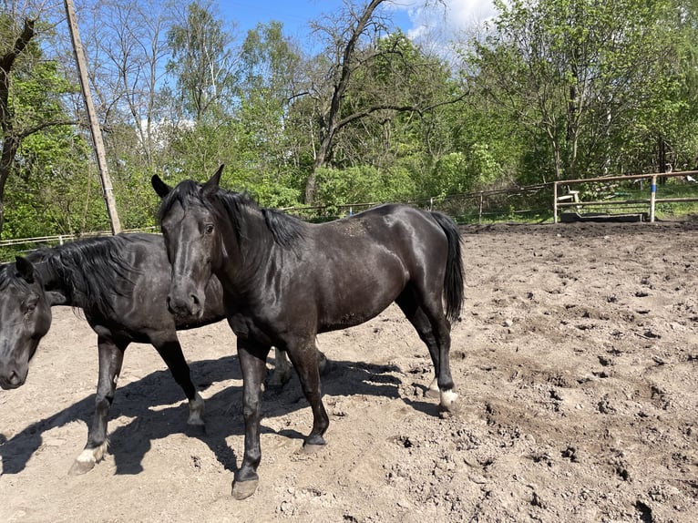 Schlesier Mix Hengst 4 Jahre 172 cm Rappe in &#x15A;migiel