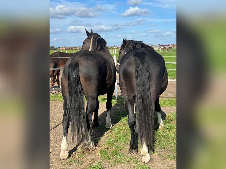 Schlesier Hengst 5 Jaar 175 cm Donkerbruin in Bogucice