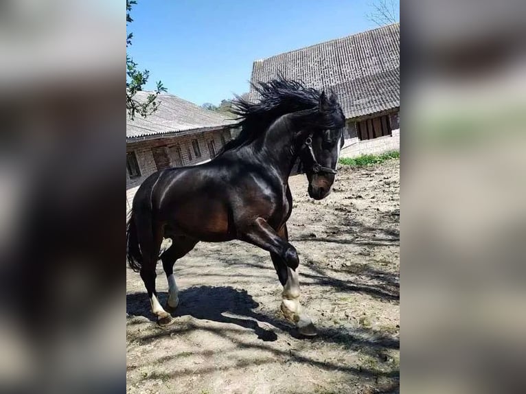 Schlesier Hengst 7 Jahre Rappe in D&#x105;browa