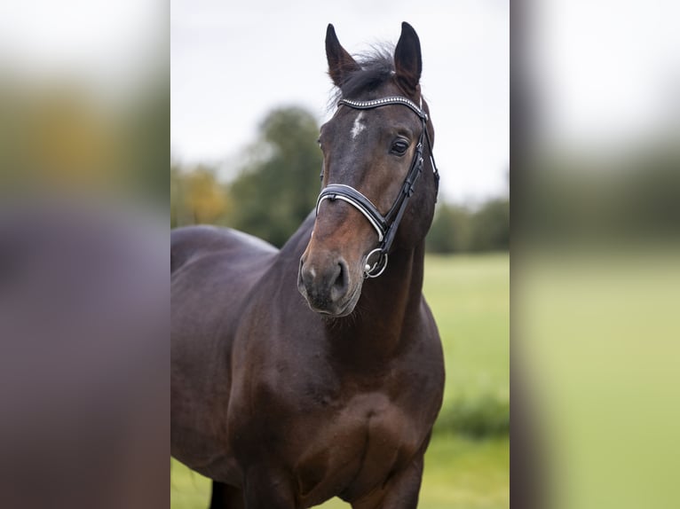 Schlesier Hengst 9 Jahre 170 cm Dunkelbrauner in Wałbrzych
