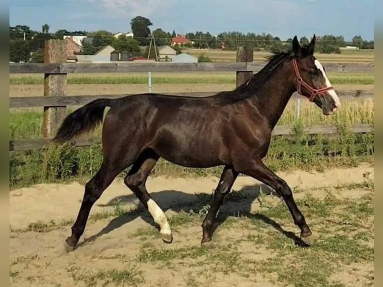 Schlesier Hengst Fohlen (02/2024) 140 cm Schwarzbrauner in Florianów