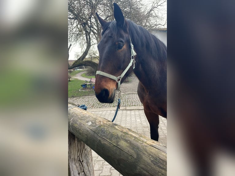 Schlesier Merrie 11 Jaar 164 cm Bruin in Oberderdingen