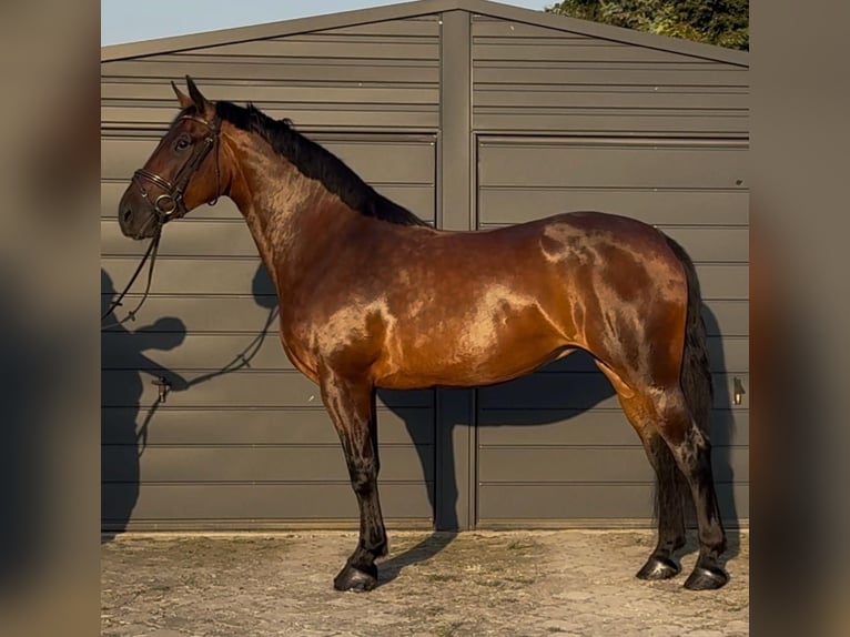 Schlesier Merrie 11 Jaar 164 cm Bruin in Oberderdingen