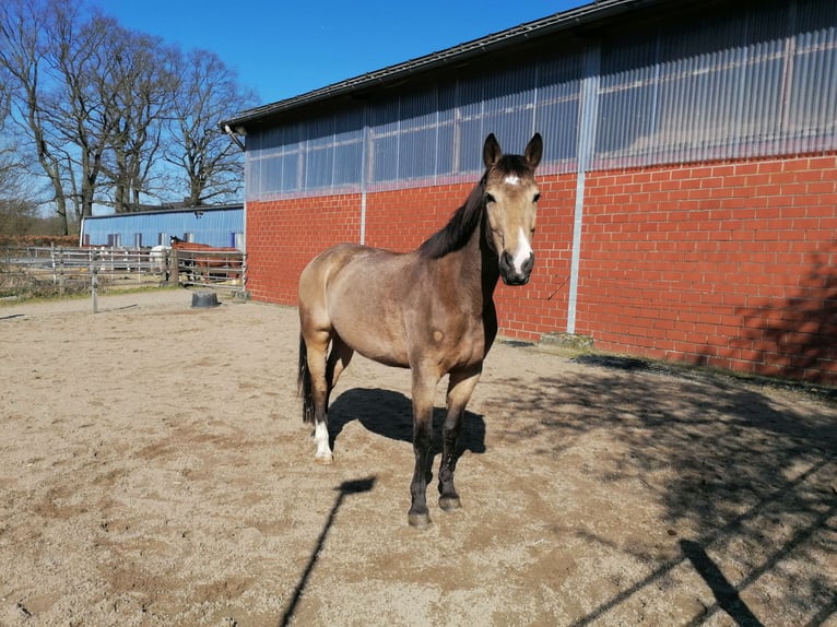 Schlesier Merrie 11 Jaar 164 cm Buckskin in Nordkirchen