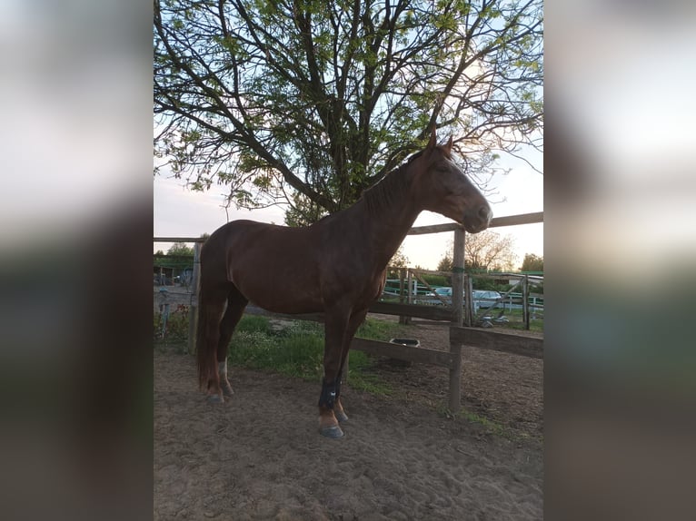 Schlesier Merrie 11 Jaar 165 cm Donkere-vos in Katowice