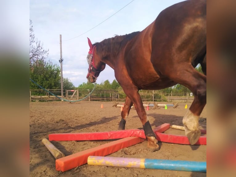 Schlesier Merrie 11 Jaar 165 cm Donkere-vos in Katowice