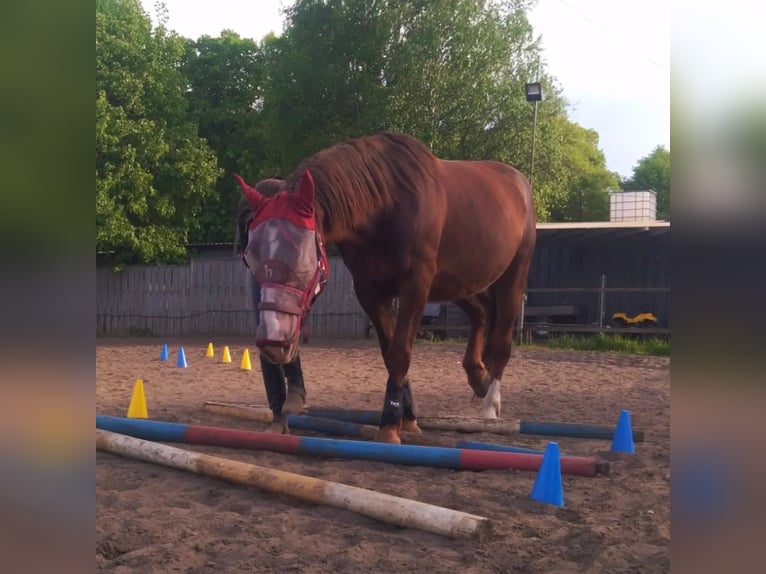 Schlesier Merrie 11 Jaar 165 cm Donkere-vos in Katowice