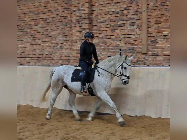 Schlesier Merrie 11 Jaar 165 cm Schimmel in Forst