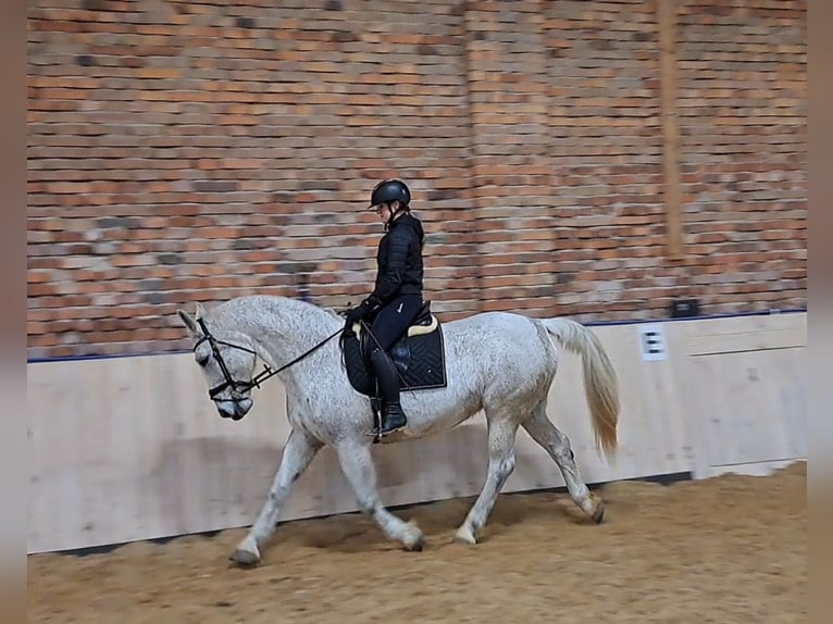 Schlesier Merrie 11 Jaar 165 cm Schimmel in Forst