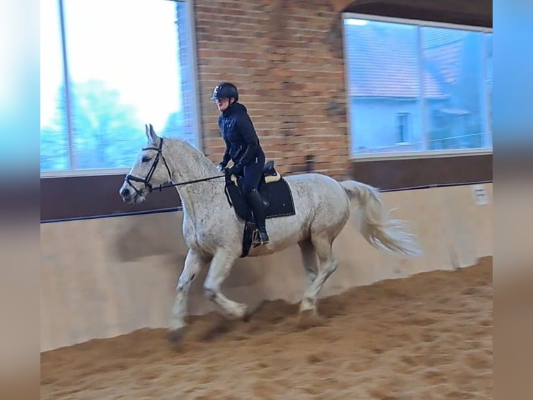 Schlesier Merrie 11 Jaar 165 cm Schimmel in Forst