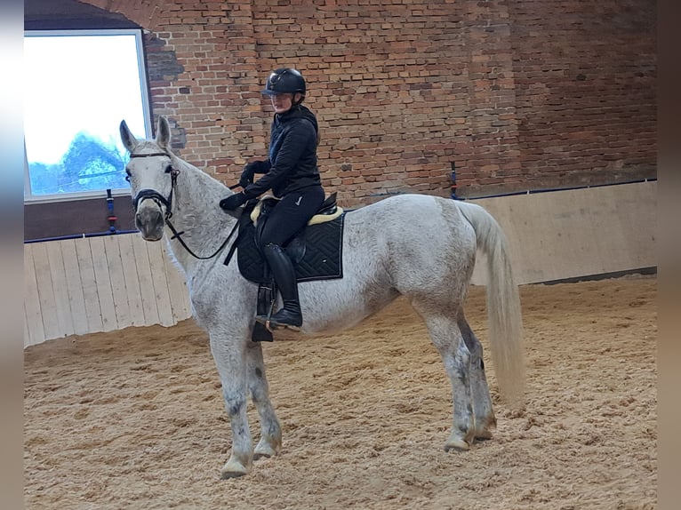 Schlesier Merrie 11 Jaar 165 cm Schimmel in Forst