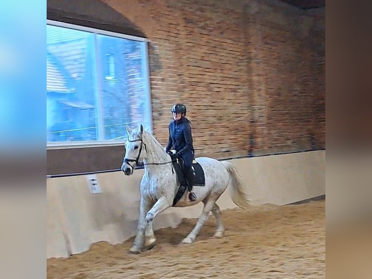 Schlesier Merrie 11 Jaar 165 cm Schimmel in Forst