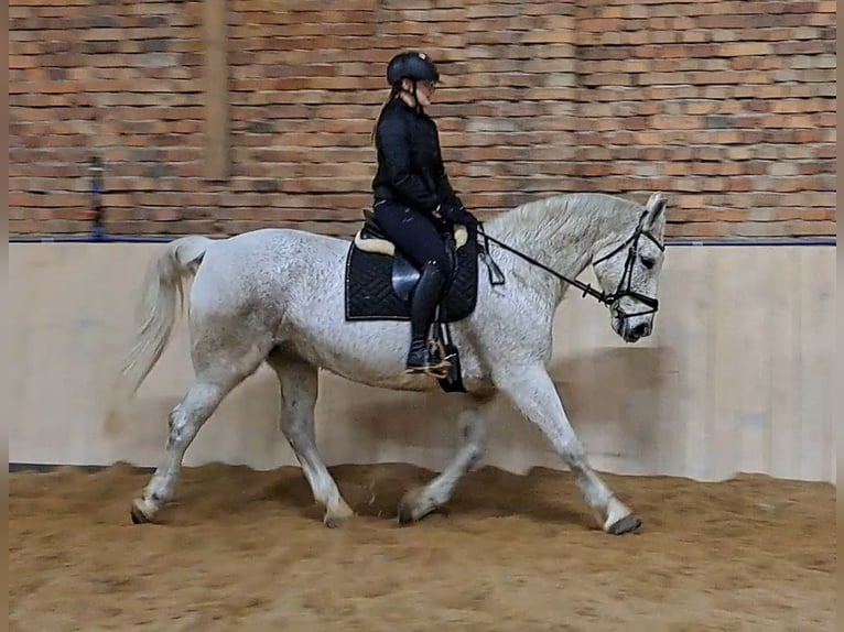 Schlesier Merrie 11 Jaar 165 cm Schimmel in Forst