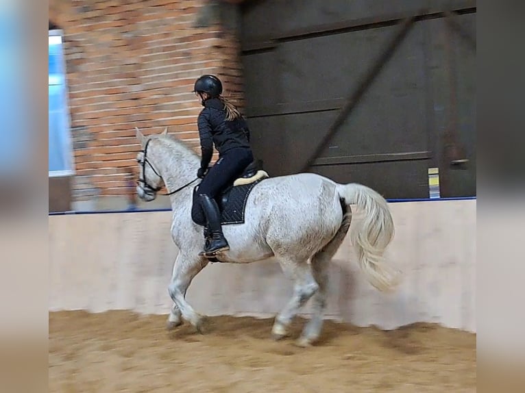 Schlesier Merrie 11 Jaar 165 cm Schimmel in Forst