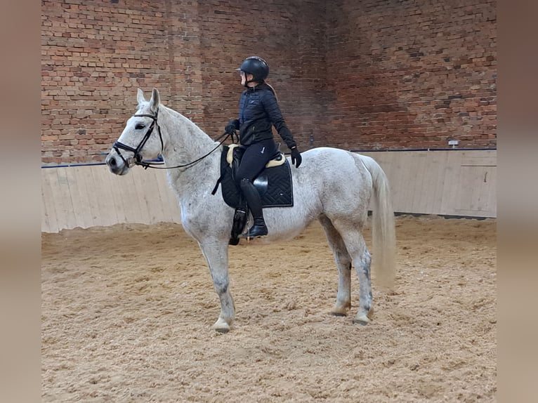 Schlesier Merrie 11 Jaar 165 cm Schimmel in Forst