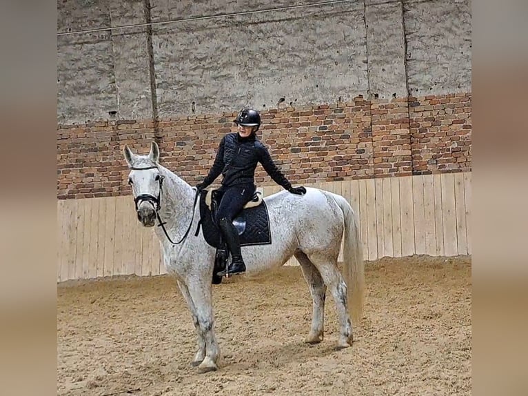 Schlesier Merrie 11 Jaar 165 cm Schimmel in Forst