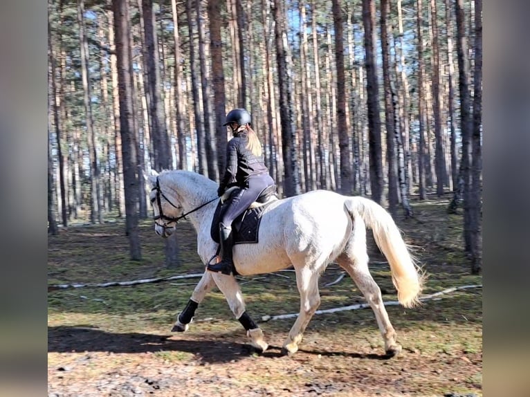 Schlesier Merrie 11 Jaar 165 cm Schimmel in FORST