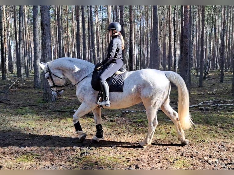 Schlesier Merrie 11 Jaar 165 cm Schimmel in FORST