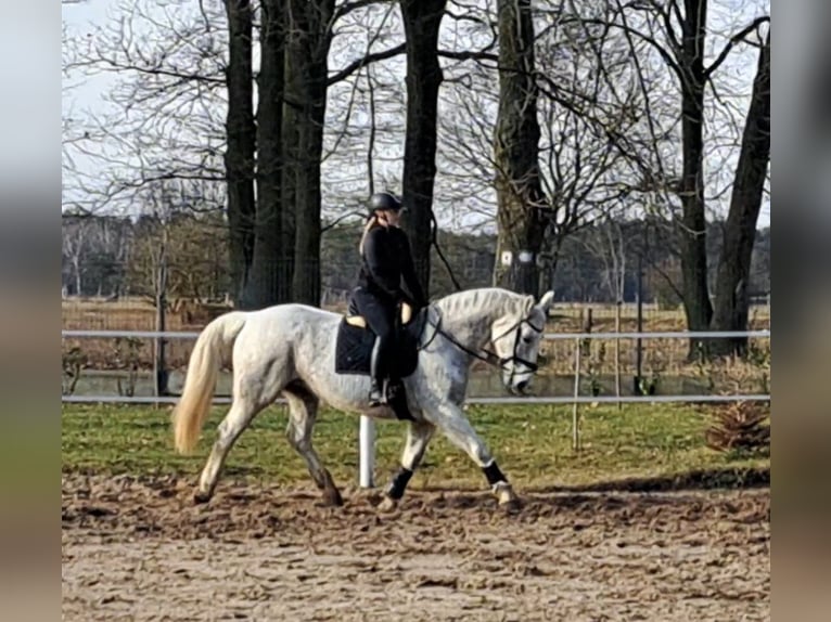 Schlesier Merrie 11 Jaar 165 cm Schimmel in FORST