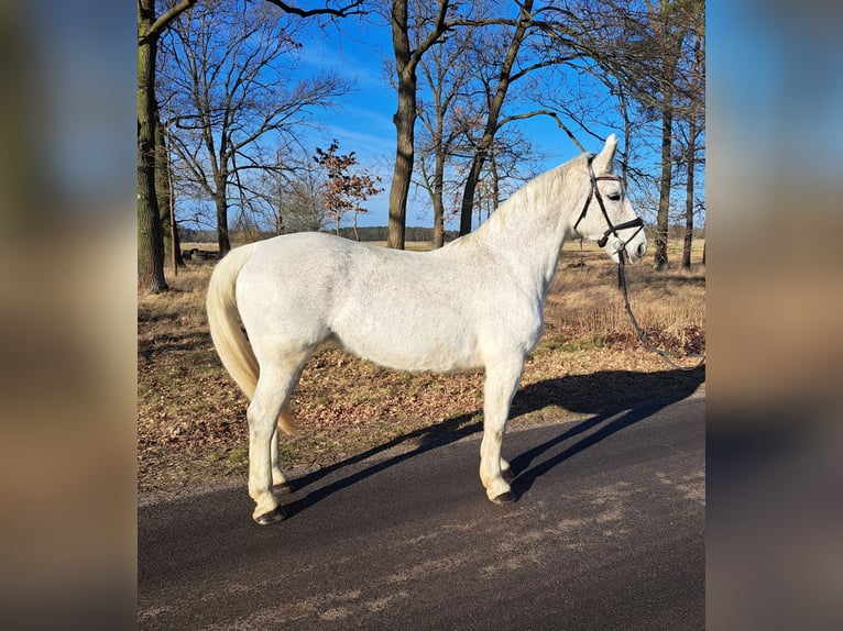 Schlesier Merrie 11 Jaar 165 cm Schimmel in FORST