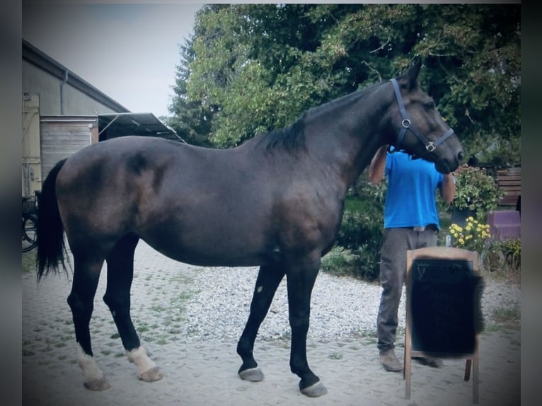 Schlesier Merrie 13 Jaar 161 cm Zwart in Weil am Rhein