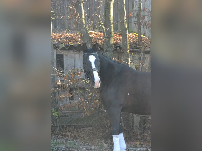 Schlesier Merrie 14 Jaar 158 cm Zwart in Würzburg