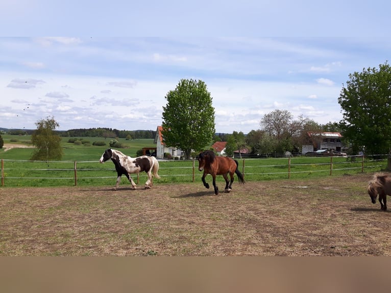 Schlesier Merrie 16 Jaar 163 cm Bruin in Ostrach