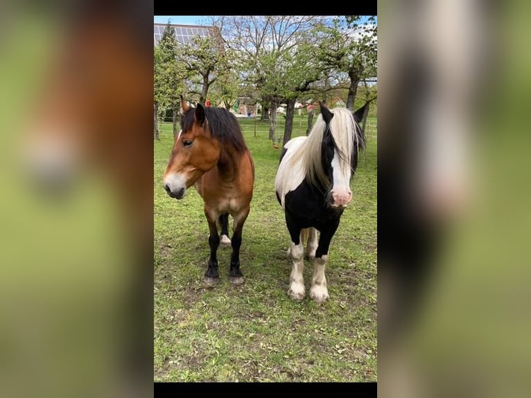 Schlesier Merrie 17 Jaar 161 cm Gevlekt-paard in Ostrach