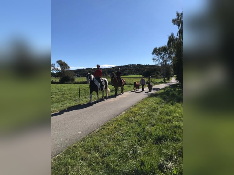 Schlesier Merrie 17 Jaar 161 cm Gevlekt-paard in Ostrach