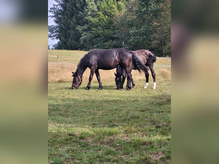 Schlesier Merrie 1 Jaar 160 cm Zwart in Passau