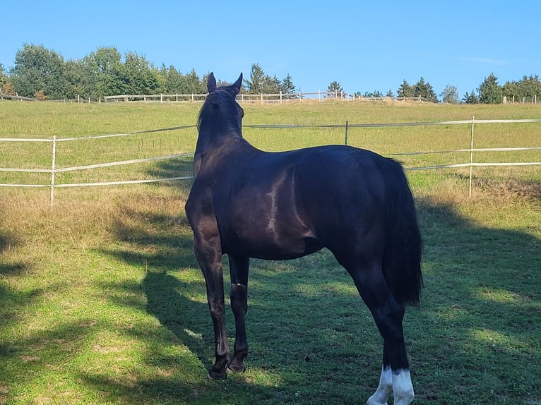 Schlesier Merrie 1 Jaar 160 cm Zwart in Passau