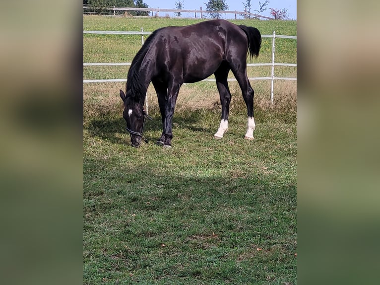 Schlesier Merrie 1 Jaar 160 cm Zwart in Passau