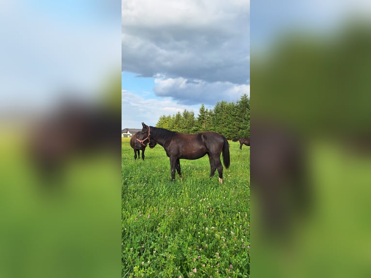 Schlesier Merrie 1 Jaar 165 cm Zwart in Osiedle Poznańskie