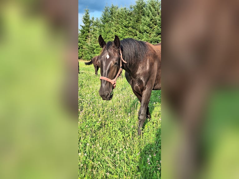 Schlesier Merrie 1 Jaar 165 cm Zwart in Osiedle Poznańskie