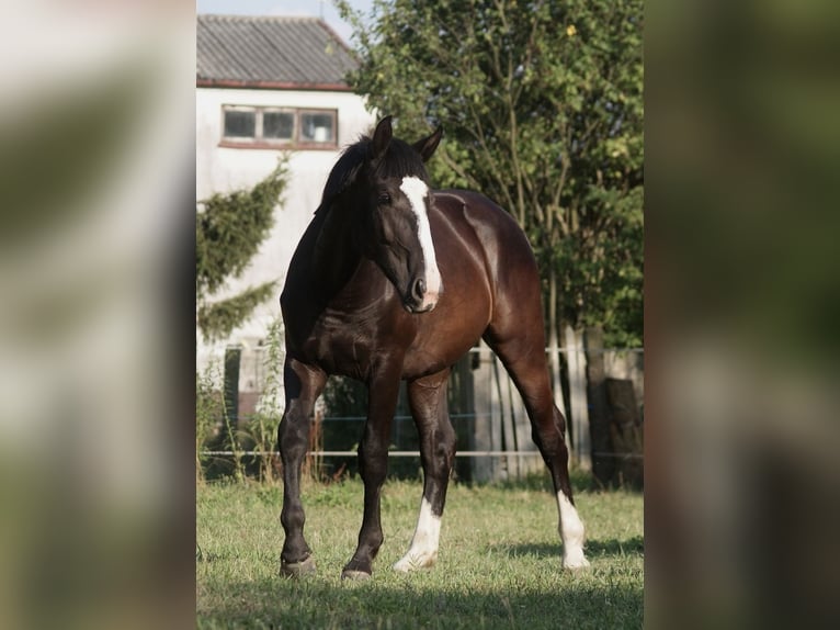 Schlesier Merrie 1 Jaar Zwart in Częstochowa