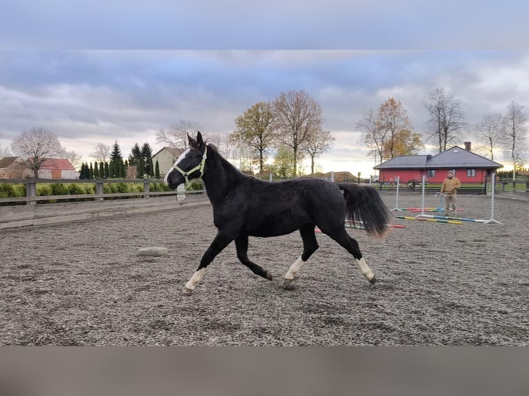 Schlesier Merrie 2 Jaar 156 cm Zwart in Chojnów