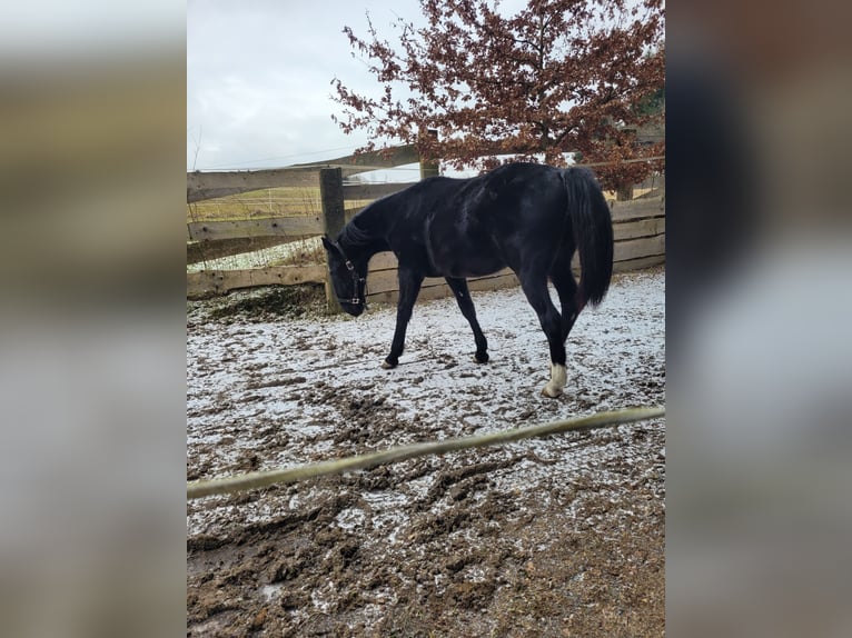 Schlesier Merrie 2 Jaar 162 cm in Tiefenbach