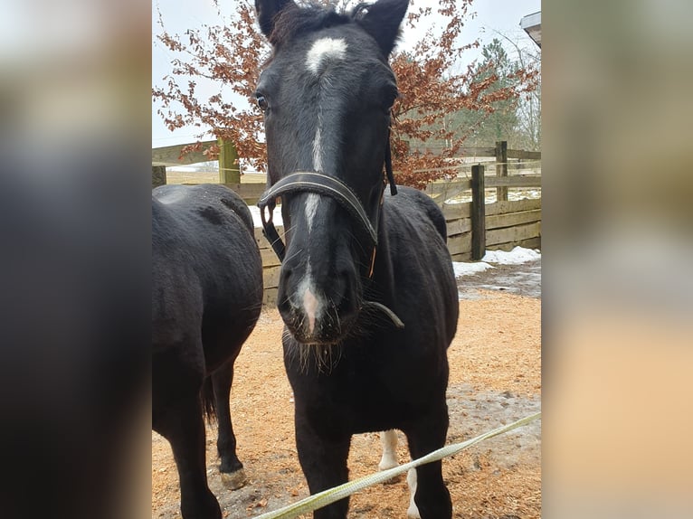 Schlesier Merrie 2 Jaar 162 cm in Tiefenbach